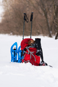 滑稽小狗放松在徒步旅行者的背包在冬天森林里