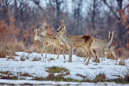 鹿 狍狍 在栎林饲养点的家庭