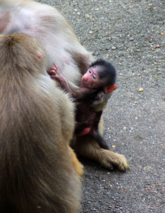 猴子家族与婴儿的形象