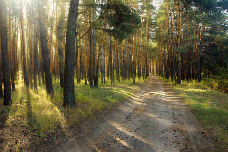 太阳下的路通过在阳光下美丽的绿色松林路照片