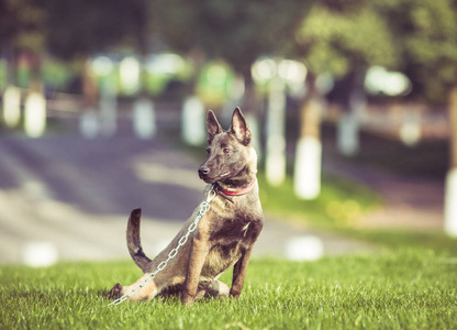 在公园的草地上玩耍的快乐宠物狗