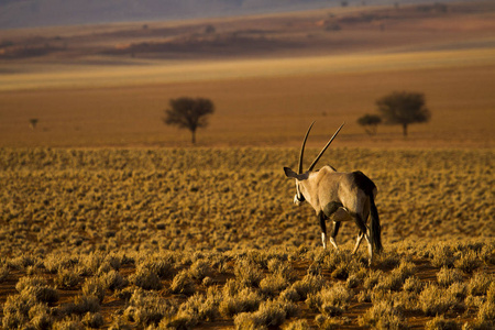 大羚羊在纳米布沙漠沙漠