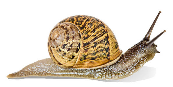 勃艮第 罗马 蜗牛孤立在白色背景上的特写