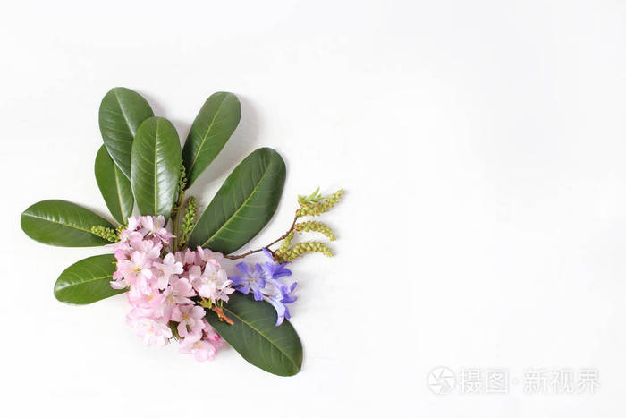 春季植物花卉组成 Dcorative 角粉红色的日本樱花 蓝色的scilla 花和常青的英国月桂树 枝在白色的木质背景下分离 照片 正版商用图片0ned8b 摄图新视界