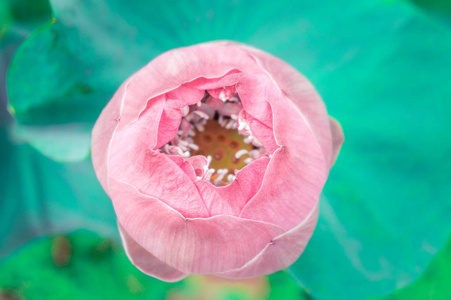 荷花或 waterlilly 花在池塘性质上与筛选器白色葡萄酒这个神圣的日子