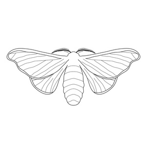 蚕蛹蚕, 丝虫茧在白色背景上热带水果, 手绘素描的插画壁纸新鲜的甜