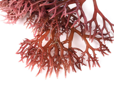 海鲜名称gigartina pistillataedible 红海藻在家里 gigartina.