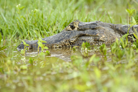 Yacare caimancaiman yacare