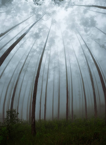 雾天气下热带树木树冠的上升观