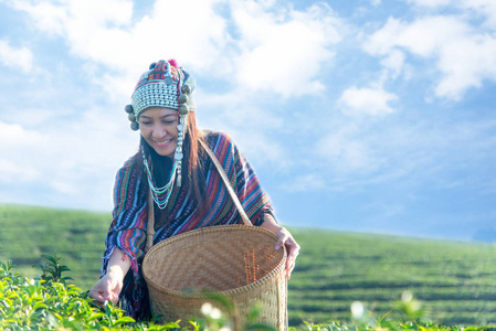 亚洲工人农夫妇女在日出早晨采摘茶叶为传统在茶种植园自然。生活方式概念