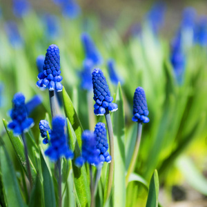 嫩蓝色 muscari 花