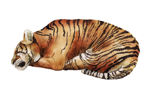 水彩沉睡的老虎