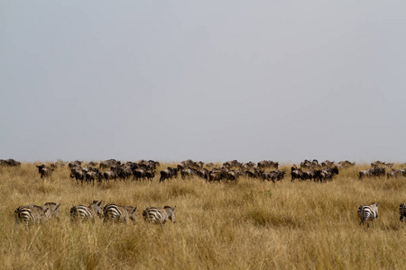 马赛马拉野生动物迁徙季节图片