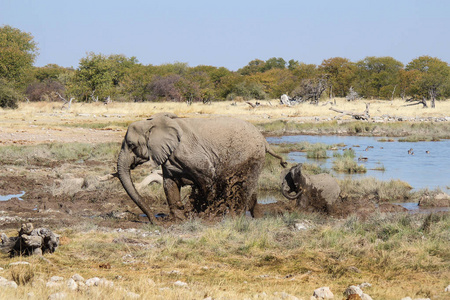 家庭的大象玩泥埃托沙国家公园纳米比亚