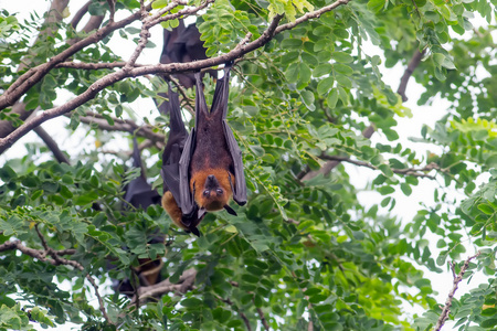 耳吊蝙蝠在森林里照片