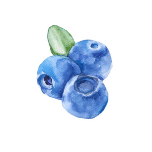 三种莓的蓝莓。白色背景上的孤立。水彩插图