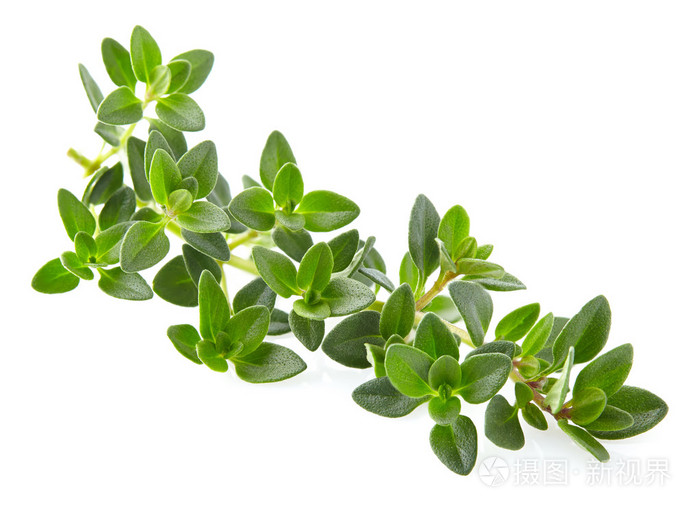 百里香叶子在特写