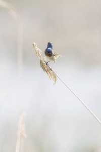 Bluethroat 坐在芦苇茎上