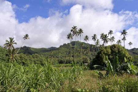 拉罗通加山风景库克群岛