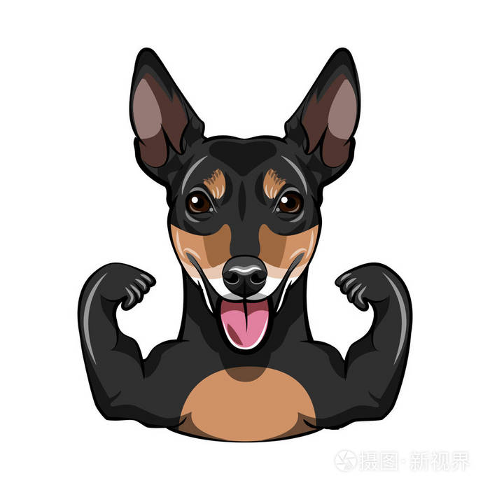 俄罗斯玩具猎犬狗肌肉狗运动员狗portrrait向量