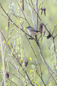 Bluethroat 栖息在树枝上