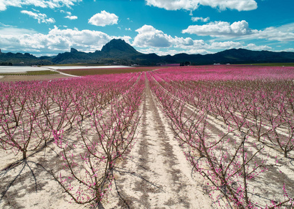 Cieza 中果树开花的空中摄影