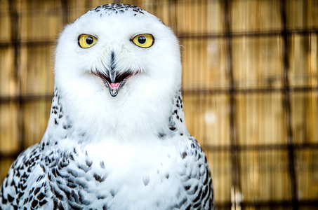 嘴鹰开放的嘴,看着镜头的白色猫头鹰的肖像照片