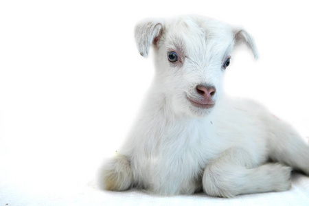 在春天的羔羊图片