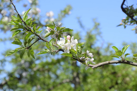 盛开的苹果园。成年树在苹果园开花。果园