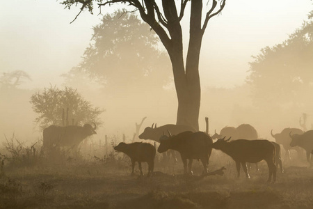 非洲水牛在南非克鲁格国家公园