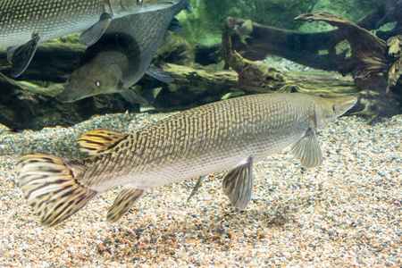 Arapaima, 也被称为 pirarucu, 是一种 Arapaima 的物种。