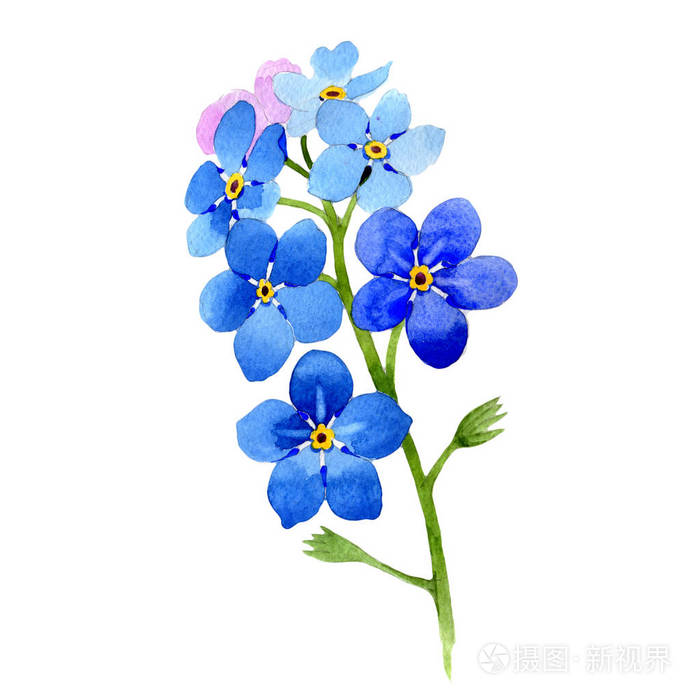 在孤立的水彩风格野花勿忘我田花