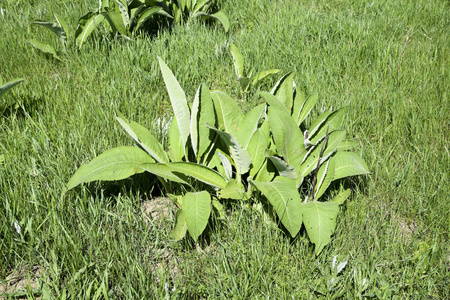 幼枝 elecampane。药用植物 elecampane