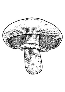 香菇蘑菇插图, 绘画, 雕刻, 矢量, 线照片