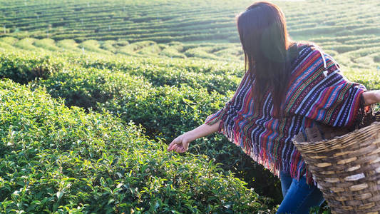 美丽的亚洲妇女早上在茶叶地里收割茶叶