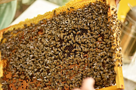 大群蜜蜂在蜂巢图片