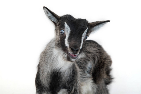 小可爱 goatling