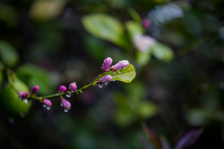 雨后冬天的柠檬花