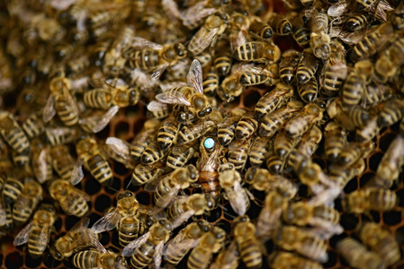 一群蜜蜂在蜂房蜂蜜