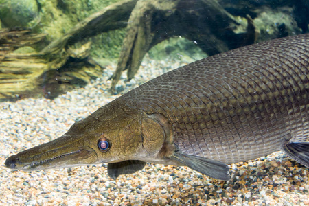 arapaima, 也被称为 pirarucu, 是一种 arapaima 的物种.照片