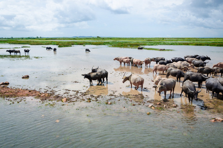 成群的野牛在 Thale Noi