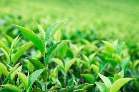 茶叶种植园。自然背景