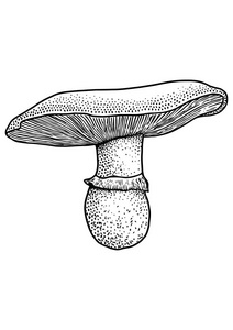 香菇手绘图片