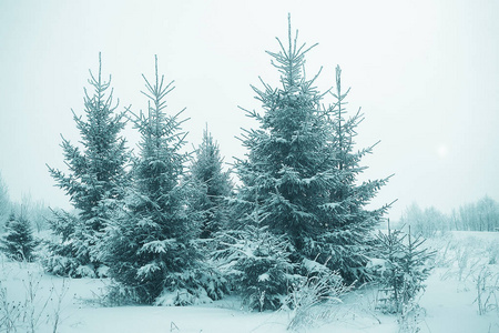 白雪皑皑的冬季风景图片