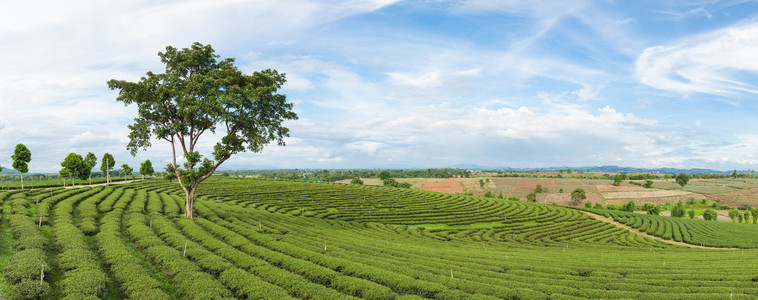 全景茶林场