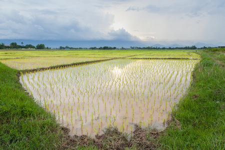 水稻植株农民种植水稻