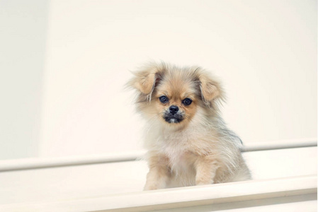 可爱的小狗波美拉尼亚混合品种哈巴狗狗