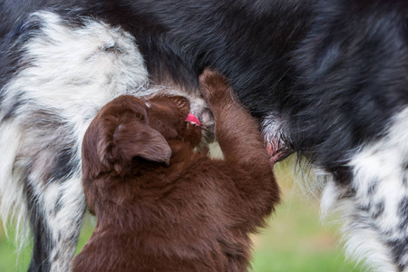 澳大利亚牧羊犬小狗在母亲怀中吃奶喝照片