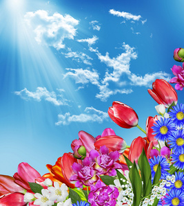 春天的花朵郁金香的蓝天白云背景