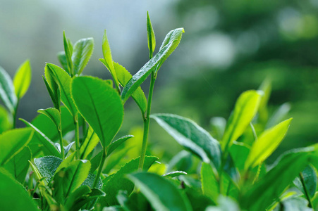 春山绿茶树